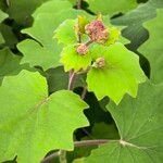 Roldana petasitis Hoja