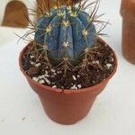 Melocactus azureus Φύλλο