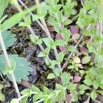 Arenaria serpyllifolia Blatt