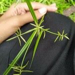 Cyperus sphacelatusЛист