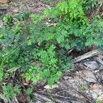 Entada polystachya Hoja