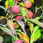 Cornus capitata Fruit