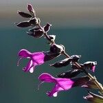 Salvia guaraniticaFlor