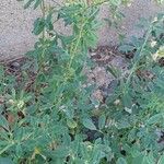 Medicago × varia Агульны выгляд