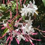 Jasminum polyanthum Žiedas