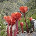 Haemanthus coccineus फूल