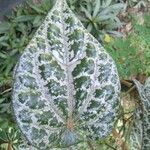 Piper ornatum Leaf