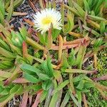 Carpobrotus edulisFlower