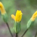 Crepis pulchra फूल