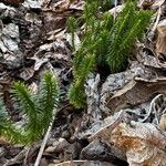 Lycopodium annotinumLiść