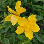 Hypericum patulum പുഷ്പം