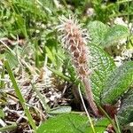 Salix reticulata 花