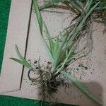 Crinum viviparum Leaf