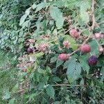 Rubus ulmifoliusFrukto