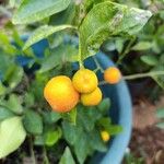 Citrus japonicaVili