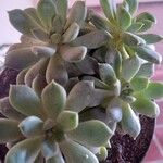 Echeveria minima Кветка