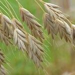 Bromus secalinus Fruchs