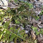 Polystichum acrostichoides Buveinė