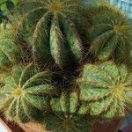 Parodia magnifica Ліст