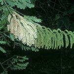 Entada polystachya Flor