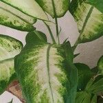 Dieffenbachia seguine Лист