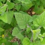 Salvia darcyi Hoja