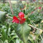 Holmskioldia sanguinea 花