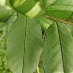 Crotalaria spectabilis Leaf