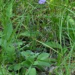 Scabiosa cinerea Характер