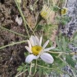 Tanacetum cinerariifolium Květ