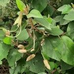 Helicteres baruensis Meyve