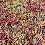 Sedum andegavense 形態