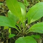 Cynoglossum virginianum Hostoa