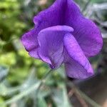 Lathyrus odoratus Blomma