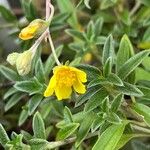 Helianthemum canum Blüte