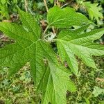 Hydrangea quercifolia Leaf
