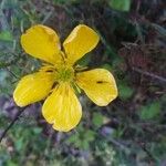Ranunculus monspeliacus Květ
