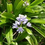 Scilla lilio-hyacinthus ফুল