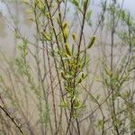 Salix nigra برگ