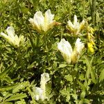 Chamaecytisus albus