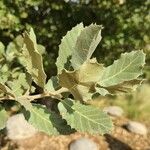 Quercus ithaburensis Deilen