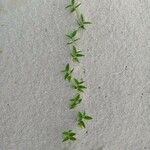 Asparagus asparagoides Blatt