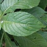 Aphelandra sinclairiana Leaf