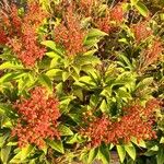 Pieris japonica ശീലം