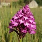 Anacamptis pyramidalisCvet