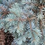 Picea pungens Deilen