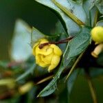 Berberis verruculosa Habit