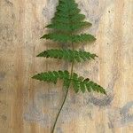 Dryopteris carthusiana برگ