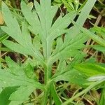 Allium unifolium Blatt