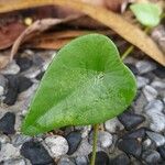 Stephania japonica Leaf